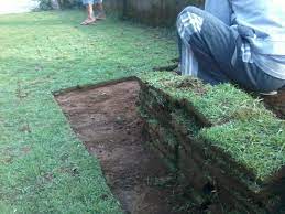 Rumput taman rumput gajah mini putih. Rumput Jepang Malang 10 000 18 000 M2 Tahun 2021 Jual Rumput Taman Dan Bibit Rumput Ternak