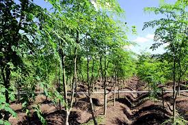 Tips merawat kecantikan kulit menggunakan dna salmon, berawal dari negeri ginseng korea selatan baca juga: Kelor Bukan Mistis Lagi