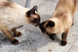 These vocal cats are intelligent and affectionate too, with an elegant, regal siamese cats were first imported from thailand in the 1800's. Siamese Cat 1 Guide To The Playful Yet Mischievous Kitty
