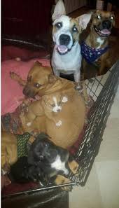 Toby is a red box/heeler puppy looking for a new home. Red Heeler Boxer Mix Pups Both Parents Half German Shep Aww