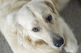 Laparoscopic needle holder driver curved jaw lock unlock. 5 Signs Your Dog Has A Tooth Infection