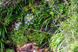 Image result for Crabbea nana