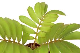 Image result for Zamia furfuracea