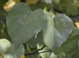 Plant breeders have been capitalizing on this tree's innate genetic diversity to produce cultivars with. Eastern Redbud Umass Amherst Greenhouse Crops And Floriculture Program