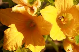 Bee the Change: Inviting Pollinators to the Table