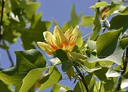 Image result for Magnoliaceae