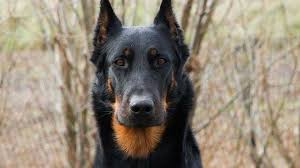 Beauceron puppies for sale,kennel club registered, 4 weeks free insurance. Beauceron Price Temperament Life Span