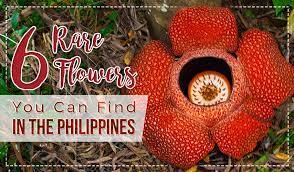 Posted by flower delivery philippines on 22nd oct 2018. 6 Rare Flowers You Can Find In The Philippines Blog Flower Patch Online Flower Delivery Phillippines