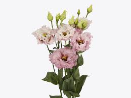 Image result for eustoma Balboa