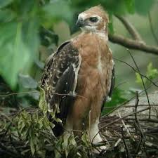 We did not find results for: Fotos Bei Suaka Elang Raptor Sanctuary 1 Tipp Von 46 Besucher