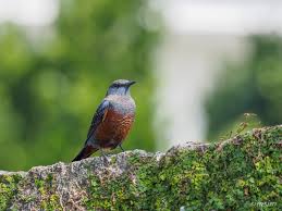 沖縄本島で撮影した野鳥を紹介！沖縄でのバードウォッチングも楽しいぞ！