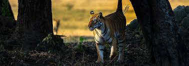 Kṛṣṇa) in the puranas.according to the puranic genealogy, he was the brother of the first satavahana king simuka (whose name varies according to the. Kanha National Park Best Tiger Safari Park In India 2021