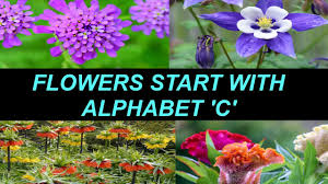 Start studying vocabulary for ielts (unit 9+10). Most Beautiful Flowers Start With C Names Of Flowers Types Of Flowers Must Watch Youtube
