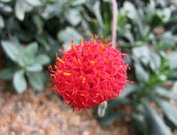 Image result for Kleinia fulgens