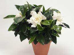 Poisonous Plants Hgtv Gardens Poisonous Plants Plants Gardenia Plant