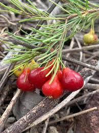 Image result for Eugenia aschersoniana