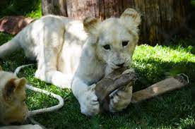 The garden las vegas, las vegas, nevada. The Secret Garden Dolphin Habitat At The Mirage Las Vegas Explore Shaw