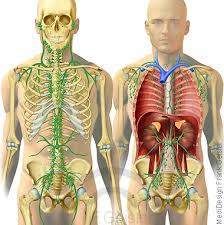 Aufgebaut ist das lymphsystem sehr ähnlich, wie das system des blutkreislaufes. Lymphsystem Des Menschen
