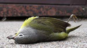 Foto burung cucak ijo mati : 4 Jenis Penyakit Pada Burung Cucak Ijo Arenahewan Com