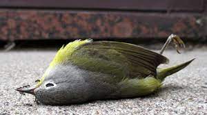 Biasanya burung cucak ijo yang baru didapatkan, entah itu baru beli atau baru mendapatkan secara langsung dari hutan, maka tingkah lakunya lebih frontal dan iar. 4 Jenis Penyakit Pada Burung Cucak Ijo Arenahewan Com