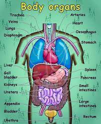 Circulates blood around the body via the heart, arteries and veins, delivering oxygen and nutrients to organs and cells and carrying their waste products away. Human Body Parts Let S Explore The Human Body Eslbuzz Learning English