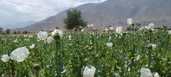 La oficina de la onu contra la droga y el delito (unodc) indicó que méxico se ha convertido en uno de los tres mayores productores de opio en el mundo junto con afganistán, myanmar, que en conjunto controlan el 96 por ciento de la producción global. Afganistan El Opio Da De Comer Pero A Un Precio Muy Alto Noticias Onu