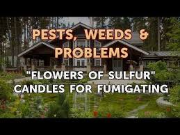 It is the only species in the genus sanguinaria, included in the poppy family papaveraceae, and most closely related to eomecon of eastern asia. Flowers Of Sulfur Candles For Fumigating Youtube