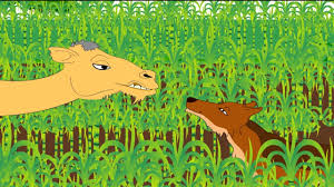A goat, overcome with thirst, came to the same well, and seeing the fox, inquired the goat readily assented and the fox leaped upon his back. Habits Camel And Jackal Story Youtube