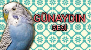 Muhabbet Kusu Egitimi Gunaydin Papagan Konusturma Youtube