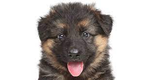 When the puppy is born you have to check his vitals as soon as possible. Baby German Shepherd How Your Tiny Puppy Will Grow