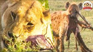 Hyena Hierarchy】What Happens When a Queen Hyena Loses Her Dignity? - YouTube