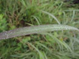 Image result for Andropogon gayanus