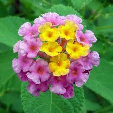 Pin Di Lantana