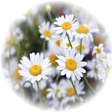 Check spelling or type a new query. Chamomile Flowers Whole Matricaria Chamomilla Dried Herb Organic Gaia Garden Herbal Dispensary
