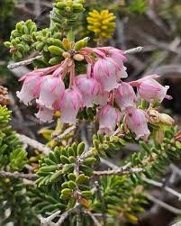 Image result for Protea madiensis