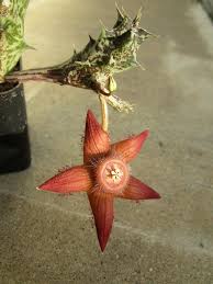 Image result for Duvalia