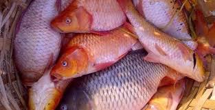 We did not find results for: Ikan Mas Cara Merawat Pakan Harga Jual Lengkap
