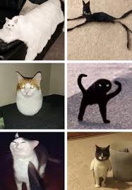 Cursed Cats Chooseyourfighter See more ideas about cursed images, funny memes, memes. cursed cats chooseyourfighter