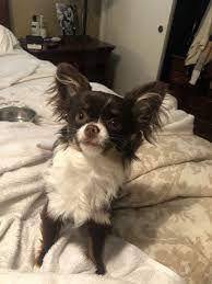 6 Months Old Chocolate Chi Chihuahua Dogs Cute Chihuahua Cute Dogs