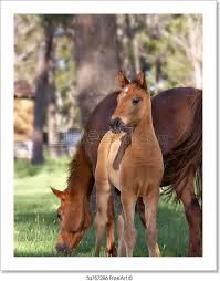 Freeart Fa757286 Horse Art Print Horses Foals