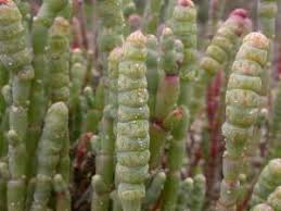 Image result for Salicornia pachystachya