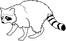 Having unique patterns on its fur, raccoons are cute creatures of the wild. Pin On Raccoon Coloring Pages