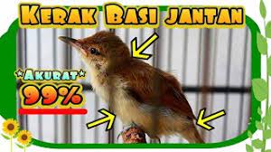 Cara Membedakan Kerak Basi Ramai Jantan Pada Usia Anakan Youtube