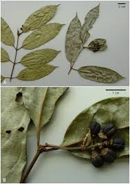 Image result for Gaertnera