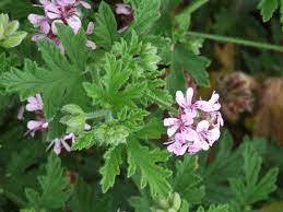 The Benefits And Uses Of Geranium Pelargonium In Your Garden And Home Rose Scented Geranium Geraniums Scented Geranium
