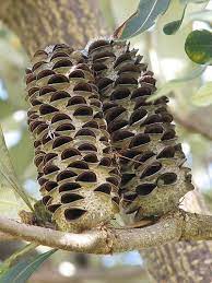 Old Mates Seed Pods Seeds Plants