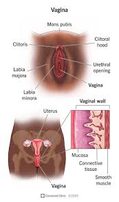 Vagina: Anatomy, Function, Conditions & Care