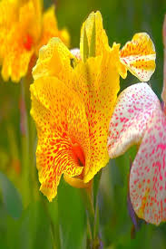 Consisting of nineteen species, the cannas plant has a large amount of foliage naturally. Canna Lily Care How To Grow Canna Lilies Video Care How Grow Canna Lilies Flowers Canna Lily Care Canna Lily Lily Care