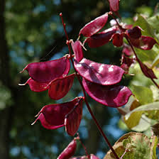 Image result for Lablab purpureus