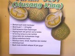 Ketika diperhatikan dengan seksama, biji dari durian ini lebih kempis dan tidak menggembung. Jual Bibit Durian Musang King Si Raja Durian Dengan Rasa Warna Dan Aroma Istimewa Bibit Buahku